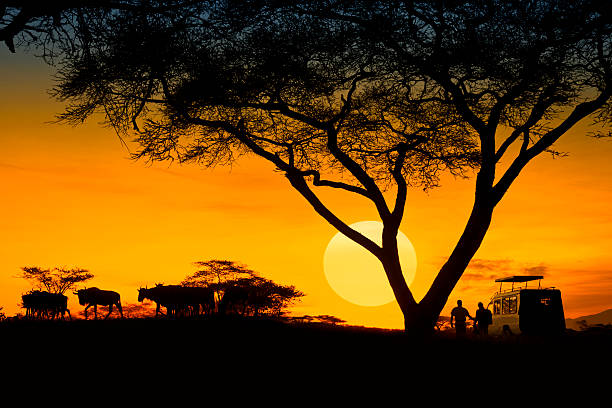 safari Sunset with safari car silhouette at Serengeti. river safari stock pictures, royalty-free photos & images