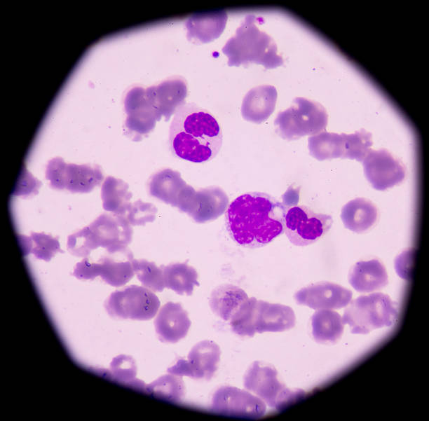 istock Blood cells medical background. 498734700