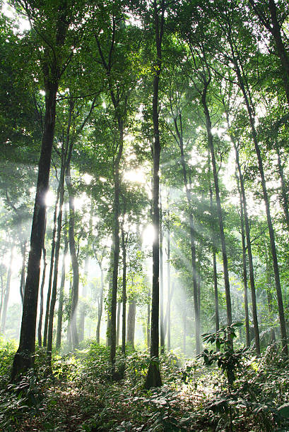 아침입니다 햇빛 내부 초록색입니다 임산 - tree landscape sunbeam bogor 뉴스 사진 이미지
