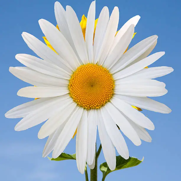 Beautiful flower white daisies on blue sky background