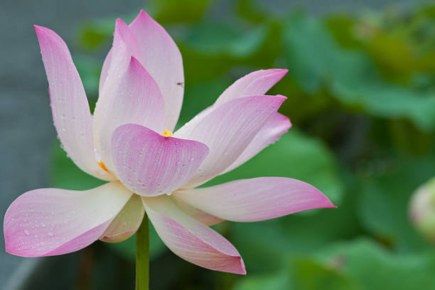 istock beautiful lotus with water 498734881