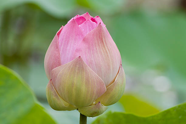 istock beautiful lotus with water 498735179