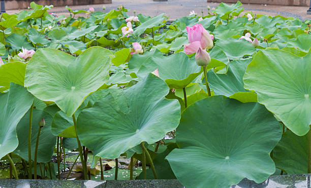 istock beautiful lotus with water 498735483
