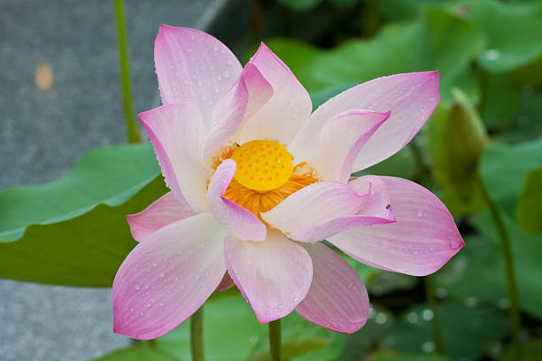 istock beautiful lotus with water 498735863