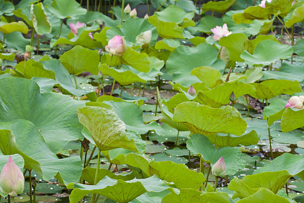 beautiful lotus with water
