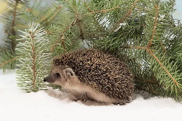 curious hedgehog, Erinaceus europaeus, in the snow hidden under fir branches