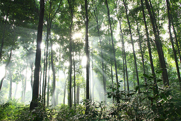 아침입니다 햇빛 내부 초록색입니다 임산 - tree landscape sunbeam bogor 뉴스 사진 이미지