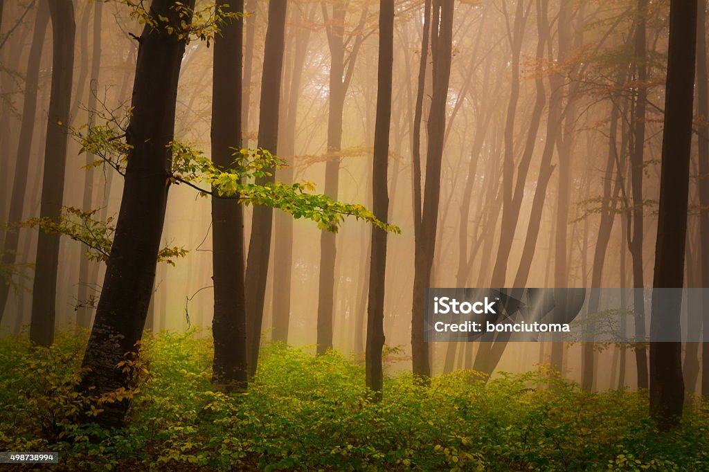 Fall Dark Mist Dark Mist Into The Forest Stock Photo - Download Image Now - 2015 ...