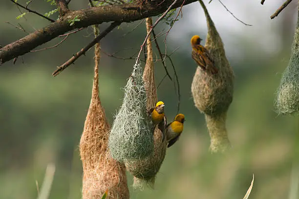 baya weaver with his nest on green backdrop.