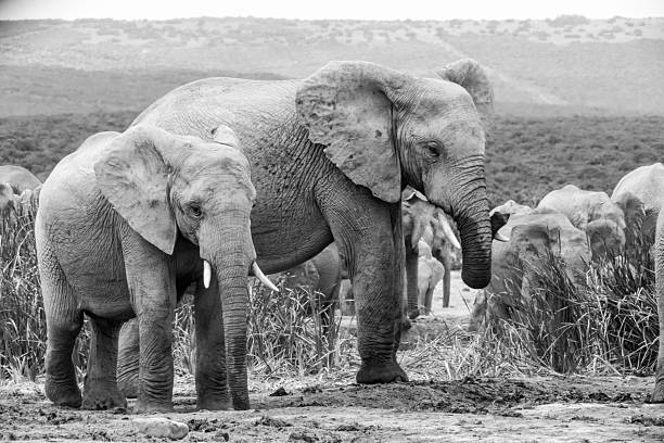 istock Elephants, South Africa 498740500