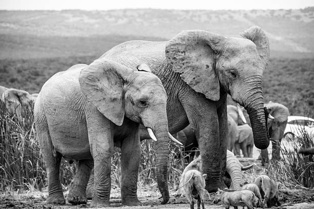 istock Elephants, South Africa 498740592