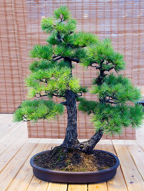 istock Bonsai. Japanese white pine Age about 70 years. 498740618