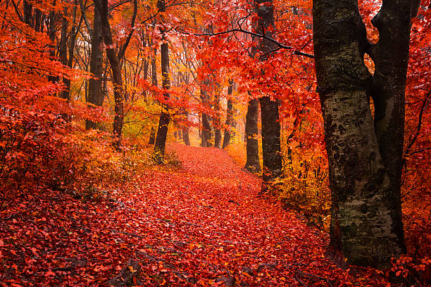 istock Red trail in the forest during an autumn day 498740730