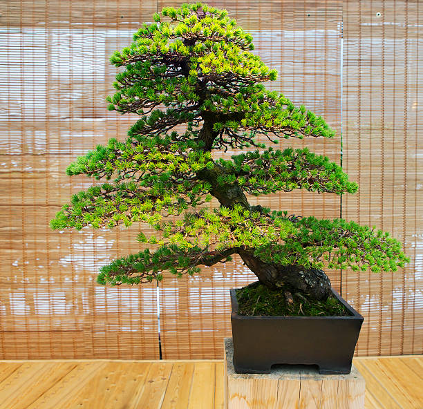 istock Bonsai. Japanese white pine Age about 100 years. 498740926