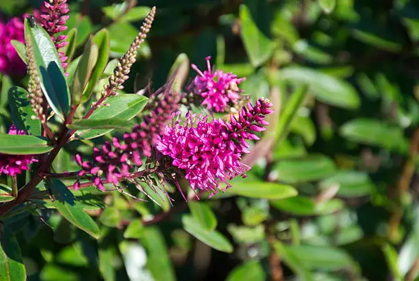 The Hebe is a plant mostly native to New Zealand. Of roughly 100 species world-wide, New Zealand has 80. 