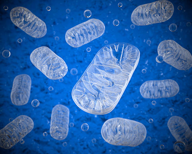 Mitochondria Mitochondria on a blue background cytoplasm photos stock pictures, royalty-free photos & images