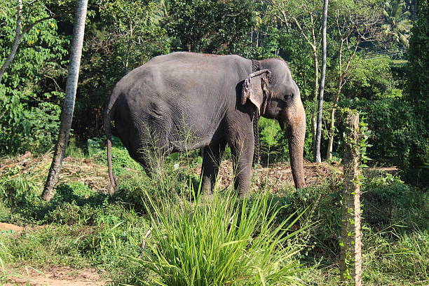 istock Elephant on a chain in the Pinnawela orphanage. 498741438