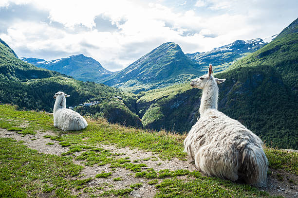 dos blanco llamas de sentarse con un hermoso paisaje de montaña - chilean culture chile forest the americas fotografías e imágenes de stock