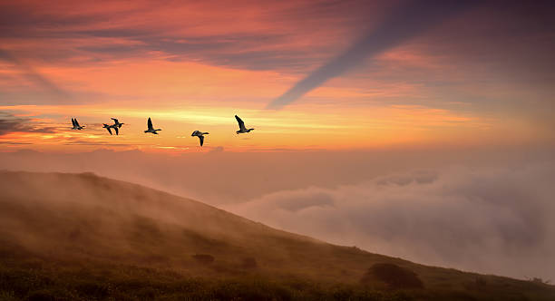 istock Birds at sunrise or sunset autumn concept 498742248