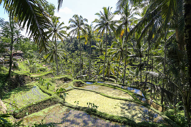 istock Tegalalang Rice Terraces in Bali, Indonesia. 498742416