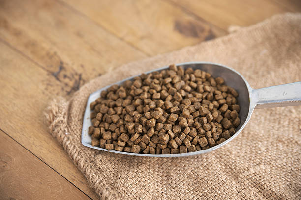 istock Dog food in silver scoop 498743052
