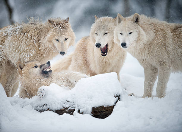 북극해 울브즈 팩을 야생 동물, 겨울맞이 임산 - canadian timber wolf 뉴스 사진 이미지