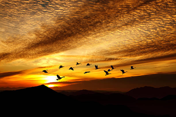 istock Orange sunset with flying crane birds 498743422