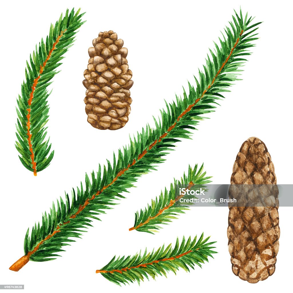 Watercolor fir tree branches, cones Watercolor fir tree, spruce branches, cones set isolated on white background. Hand painting on paper Douglas Fir stock illustration