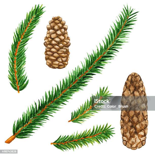 Watercolor Fir Tree Branches Cones Stock Illustration - Download Image Now - Douglas Fir, 2015, Backgrounds