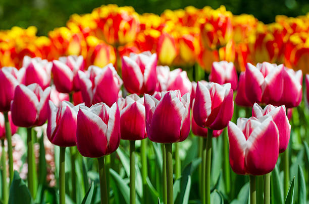 istock Red tulip in dutch spring garden Keukenhof 498743926