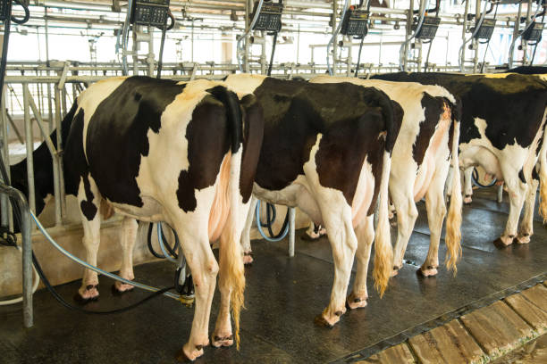 istock Dairy milking cow machine produce fresh milk 498744558