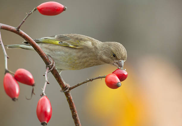 Female European greenfinch (Chloris chloris) eating the seeds of a rosehip.