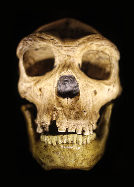 neandertal antigo crânio em fundo preto - neanderthal imagens e fotografias de stock