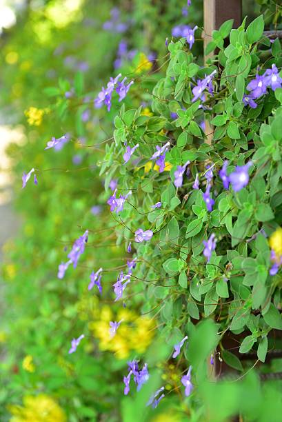 istock Purple flowers with green leaves and sunlight 498745772