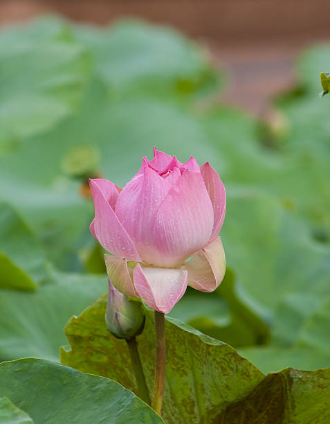istock beautiful lotus with water 498746817