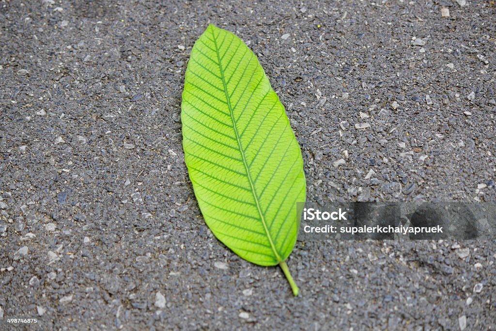 plum leaf isolated Ambroise Thomas Stock Photo