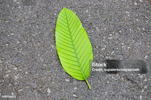 Plum Leaf Isolated Stock Photo - Download Image Now - Ambroise Thomas, Animal Back, Animal Body Part