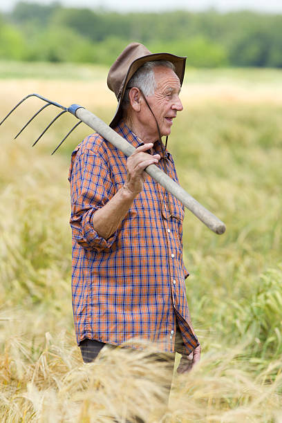 istock Old man in barley field 498747255