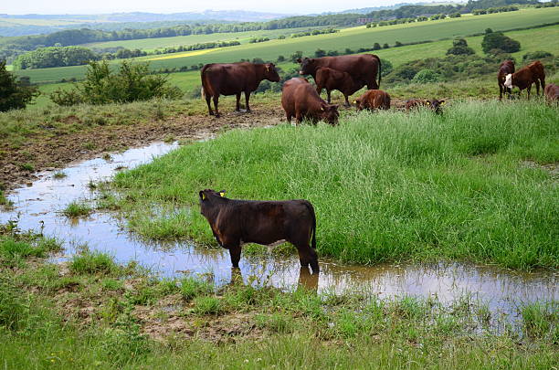 istock Cattle drinking from a Sussex dew pond. 498747813