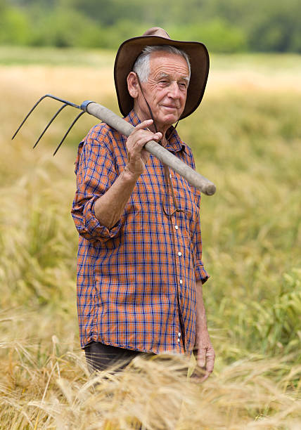 istock Old man in barley field 498747919