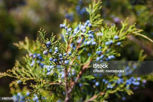 Juniper Branch With Female Cones Stock Photo - Download Image Now - Juniper Tree, Berry, Forest