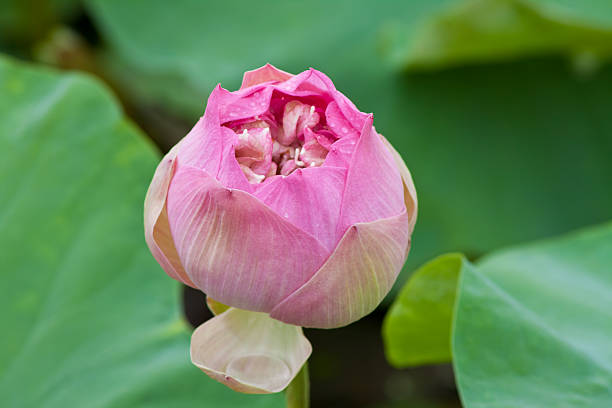 istock beautiful lotus with water 498748051