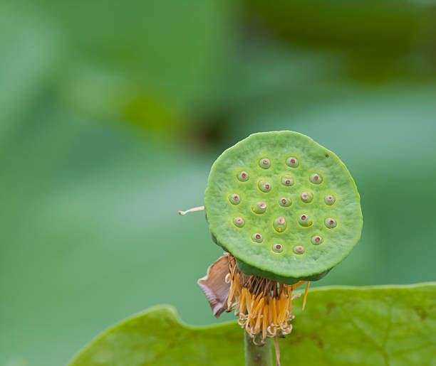 beautiful lotus with water