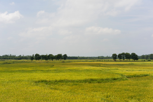 Rice Field in harvesting season