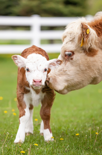Closeup of a young Hereford calf with it's mother.