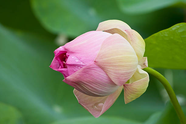 beautiful lotus with water