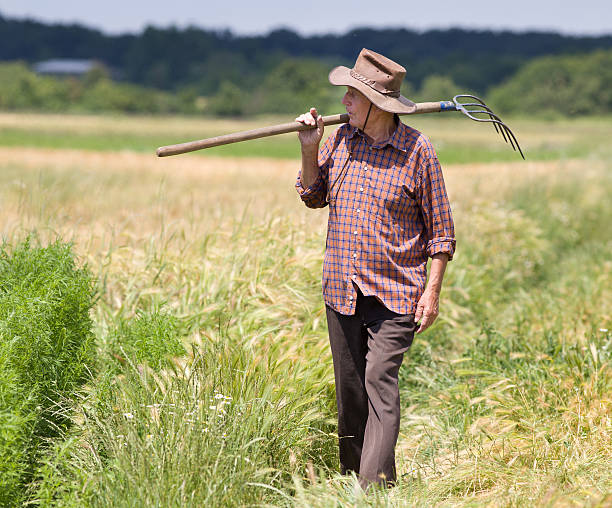 istock Old man in barley field 498749027