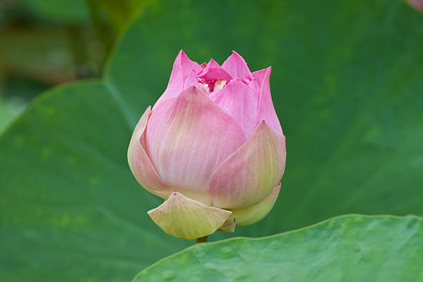 beautiful lotus with water