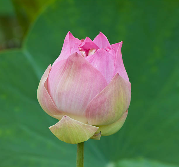 istock beautiful lotus with water 498749447