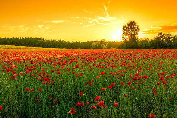 istock Poppies field at sunset 498749451